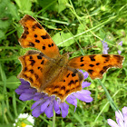 Comma Butterfly / Riđa c-bijela