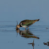 Avefría europea (Northern lapwing)