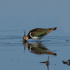 Avefría europea (Northern lapwing)