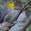yellow-headed warbler