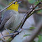 yellow-headed warbler