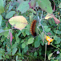 Yellow Woolly Bear Caterpillar (Virginia Tiger Moth)