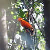 Guianan Cock-of-the Rock