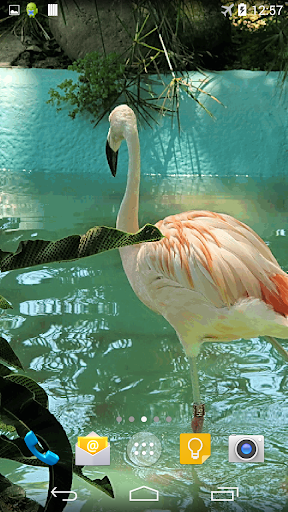 【免費個人化App】Flamingo Live Wallpaper-APP點子