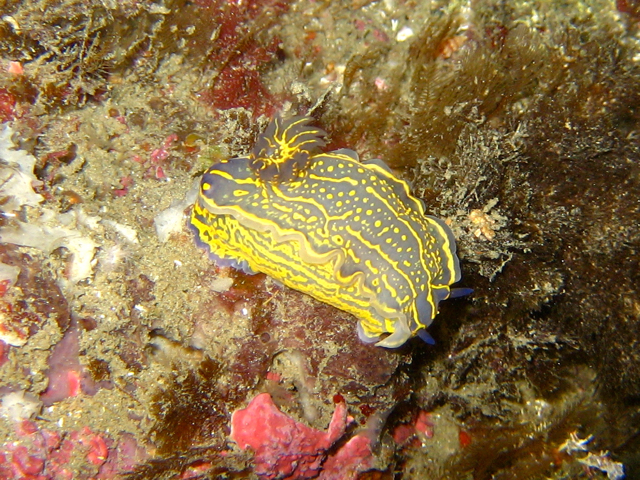 Nudibranch Hypselodoris Elegans