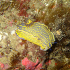 Nudibranch Hypselodoris Elegans