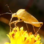 Leaf-footed Bug/ Coreid Bug