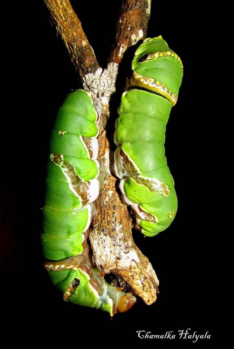 Caterpillar of Common Mormon