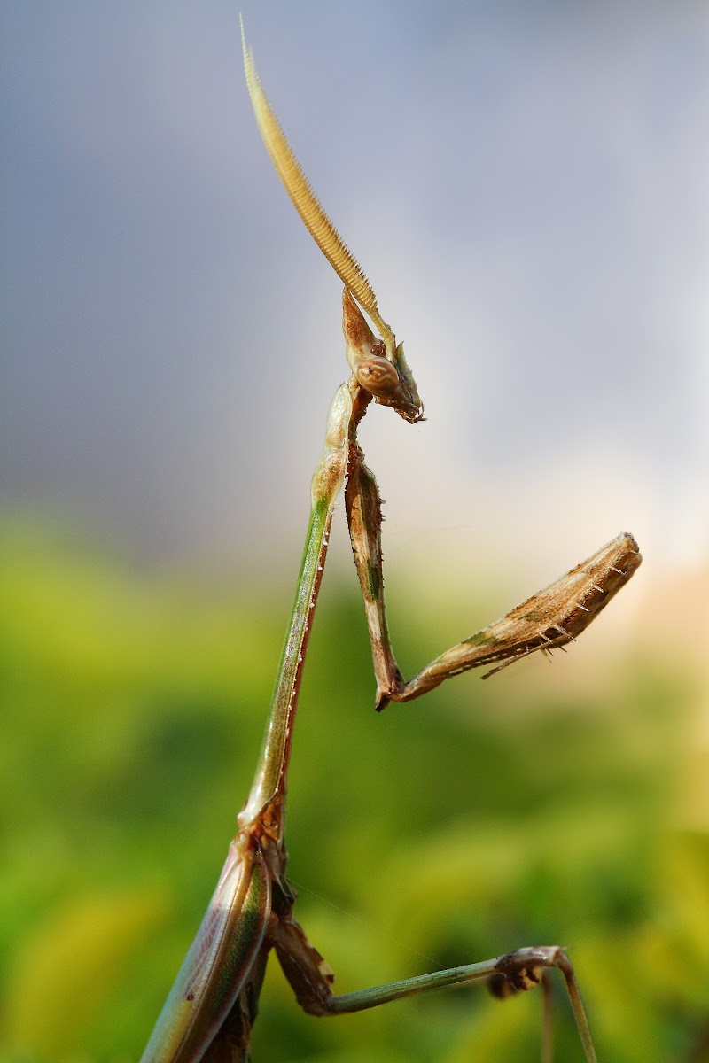 Male praying mantis