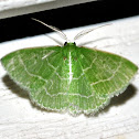 Wavy-Lined Emerald Moth