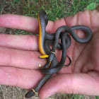 Southern ringneck snake