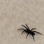 Ground Spider