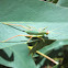Torbia viridissima