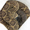 Cascabel - Rattlesnake