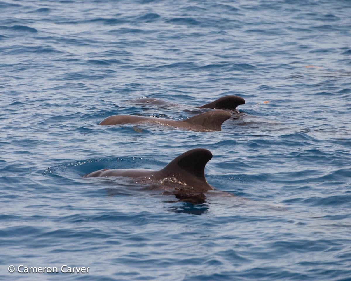 Short-finned Pilot Whale