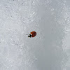 Ladybug (Spanish Mariquita)