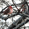 Purple Finch