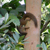 plantain squirrel