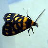 Tiger Lichen Moth