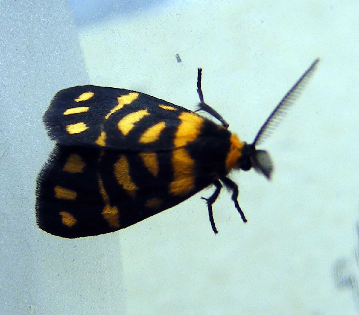 Tiger Lichen Moth