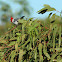Red crested cardinal