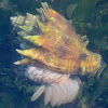 Crown conch depositing eggs