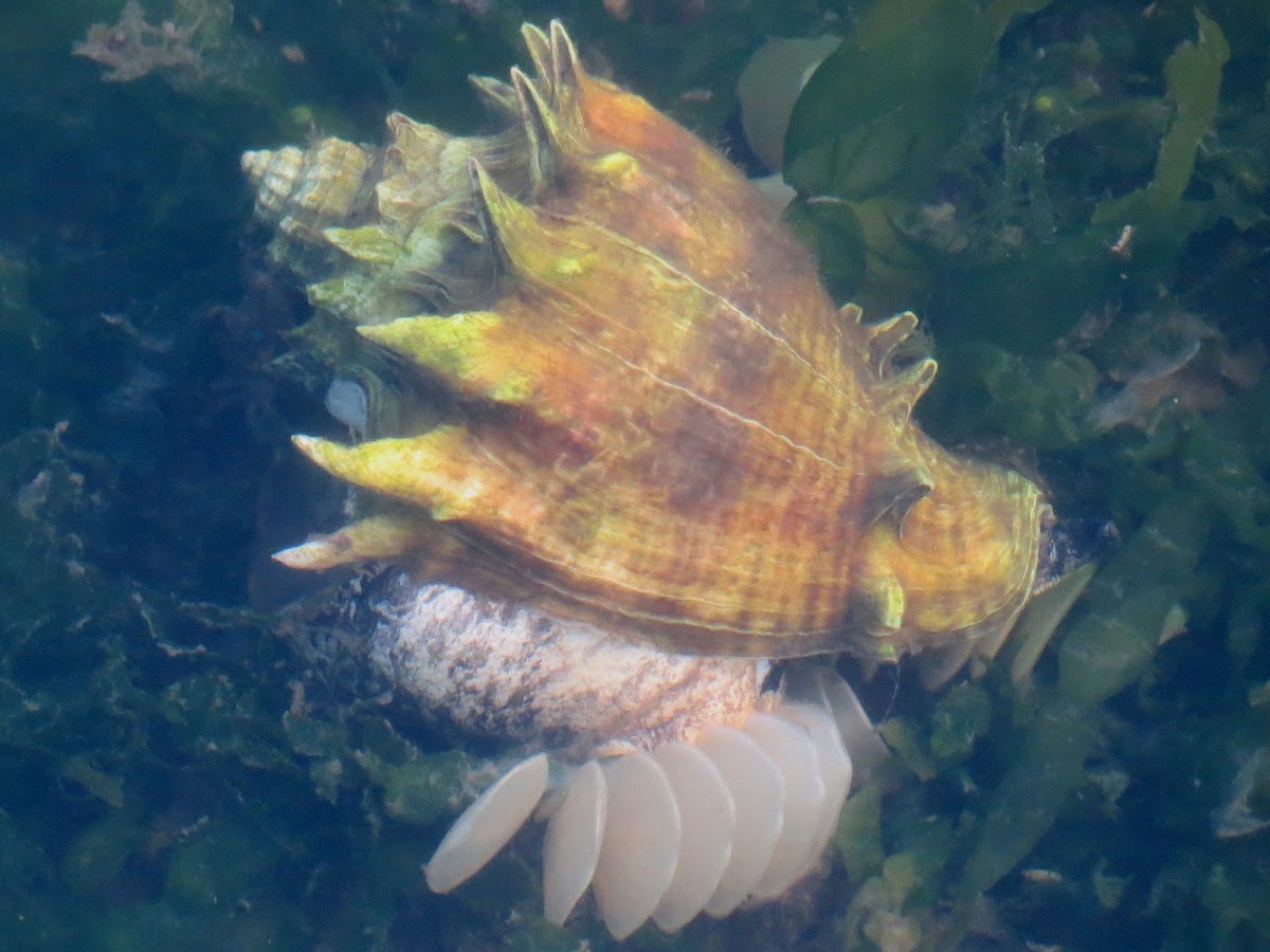 Crown conch depositing eggs