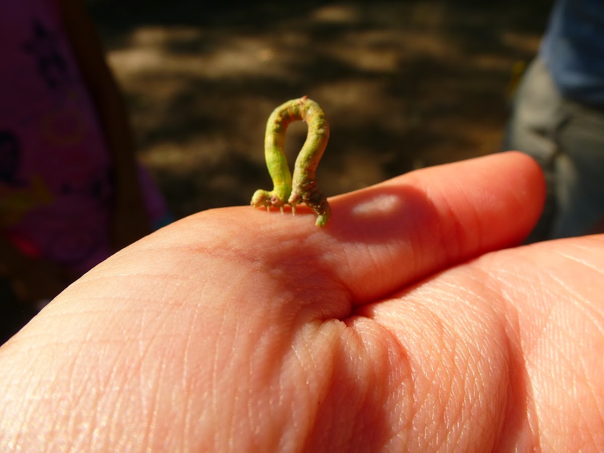 Green Inchworm