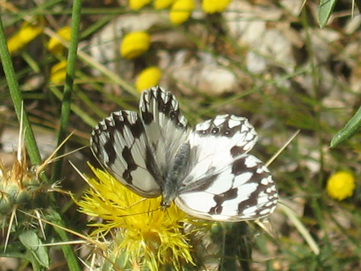 Medioluto ibérica- Iberian marbled white