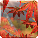 Cover Image of Download Autumn Tree Free Wallpaper 1.3 APK
