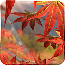 Autumn Tree Free Wallpaper mobile app icon