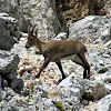 Alpine ibex/Alpski kozorog