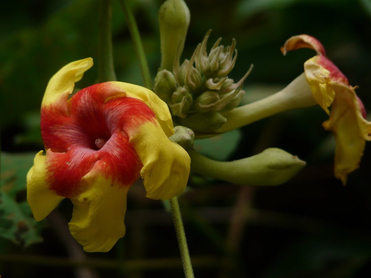 Savannah Flower