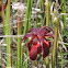 Crimson Pitcher Plant (bloom)