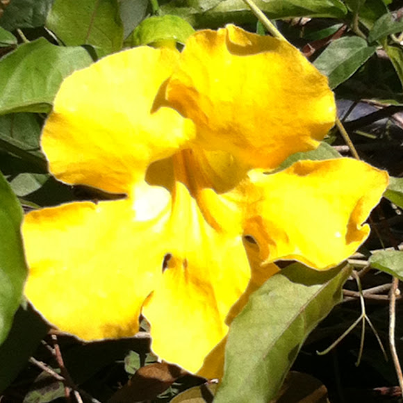 Cat's claw vine Project Noah