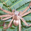 Large Wandering Crab Spider