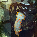 Orange spotted nudibranch