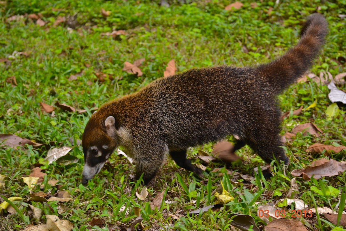 White-nosed coati