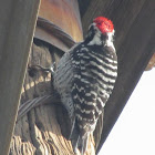 Nuttall's Woodpecker