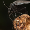 Dark-winged Fungus Gnat (Sciaridae)