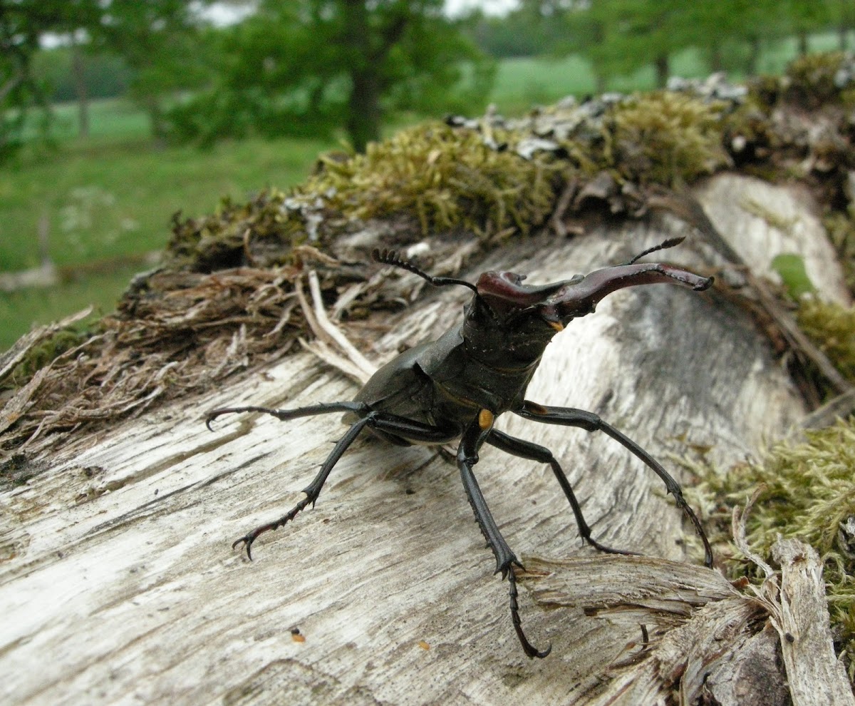 Stag beetle (local: Ekoxe)