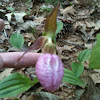 Pink lady slipper orchid