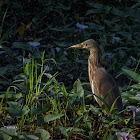 Chinese Pond Heron