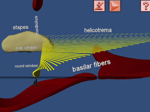 【免費教育App】Human Ear structure in 3D-APP點子