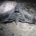 Five-spotted Hawkmoth