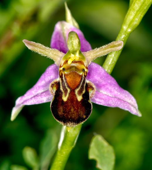 Bee Orchid Project Noah
