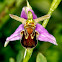 Bee Orchid