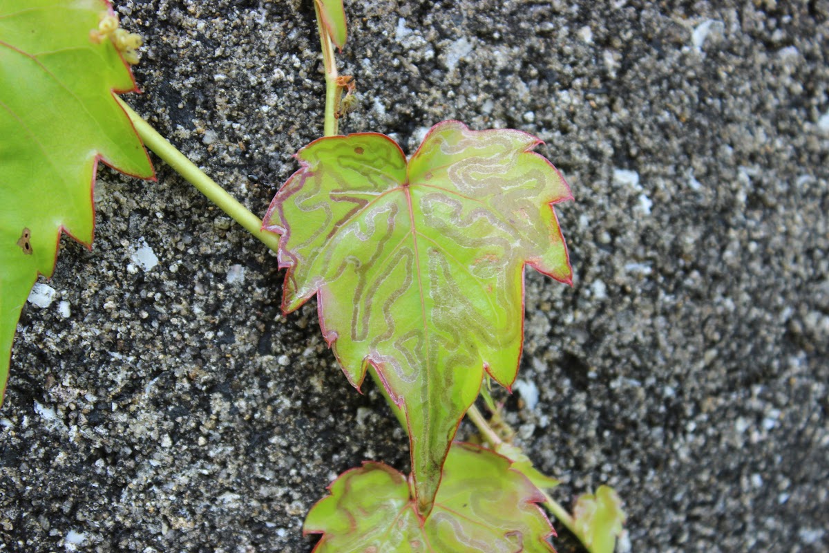 Leaf miner