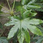 Fatsia (Φάτσια)