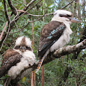 Laughing Kookaburras (mated pair)